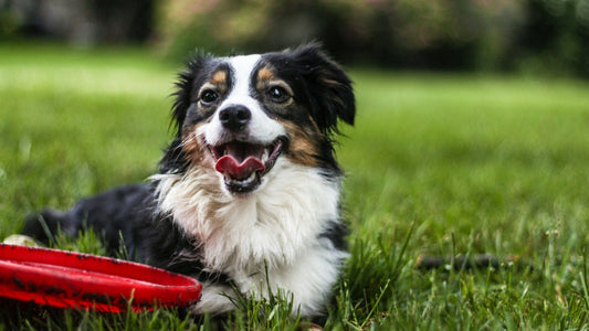 Unleash the Joy: 5 Ways to Make Your Dog Happy