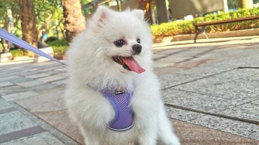 The Best Comfy Cozy Harness I’ve Met!