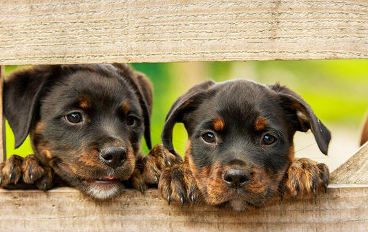 What to Buy Before Getting a Dog? The Ultimate Checklist for New Pawrents