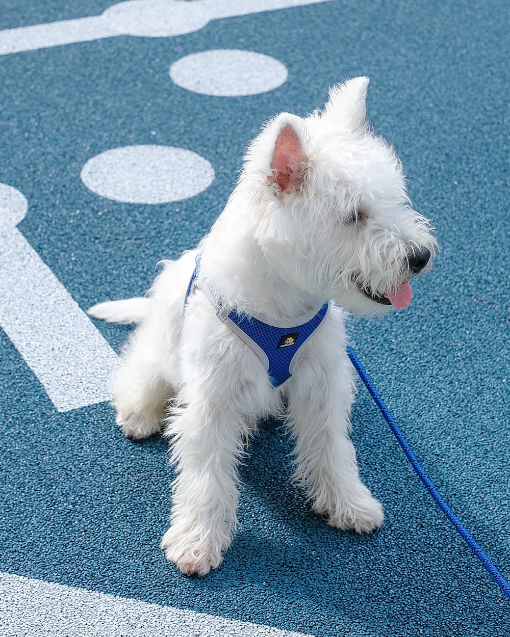 OxyMesh Velcro Step-in Harness and Leash Set - Sapphire