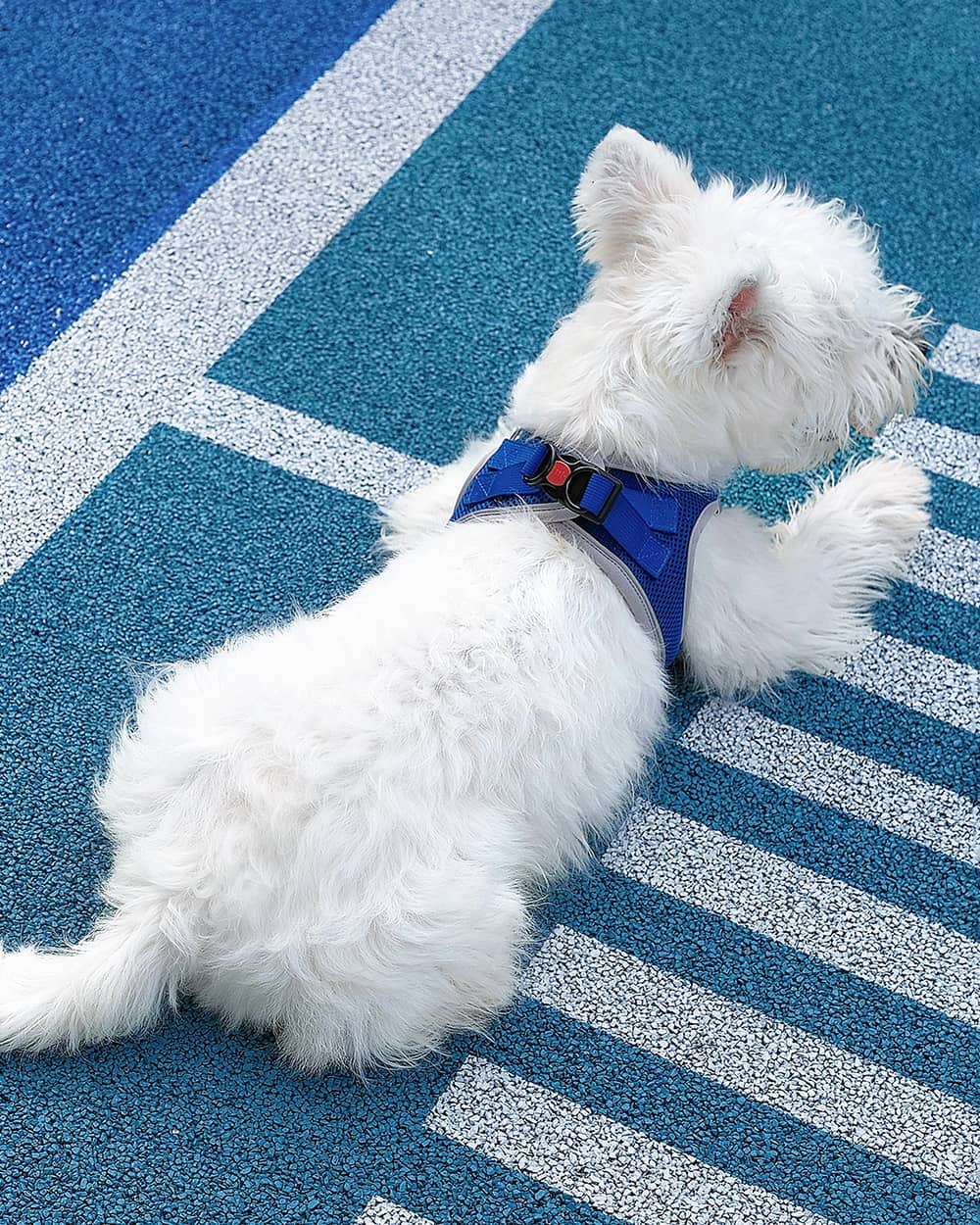 OxyMesh Velcro Step-in Harness and Leash Set - Sapphire