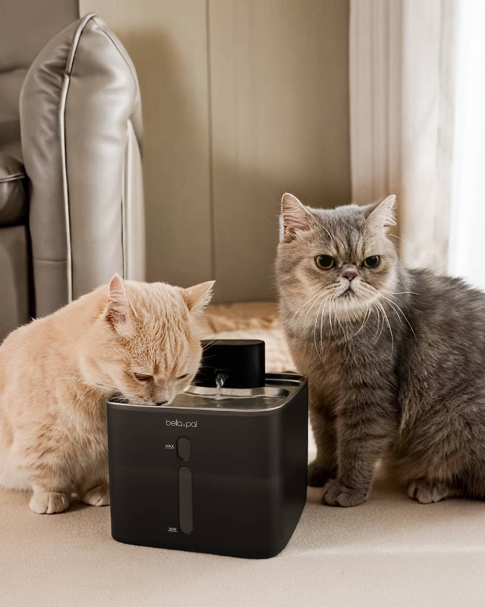 Automatic water fountain designed for multi-pet households