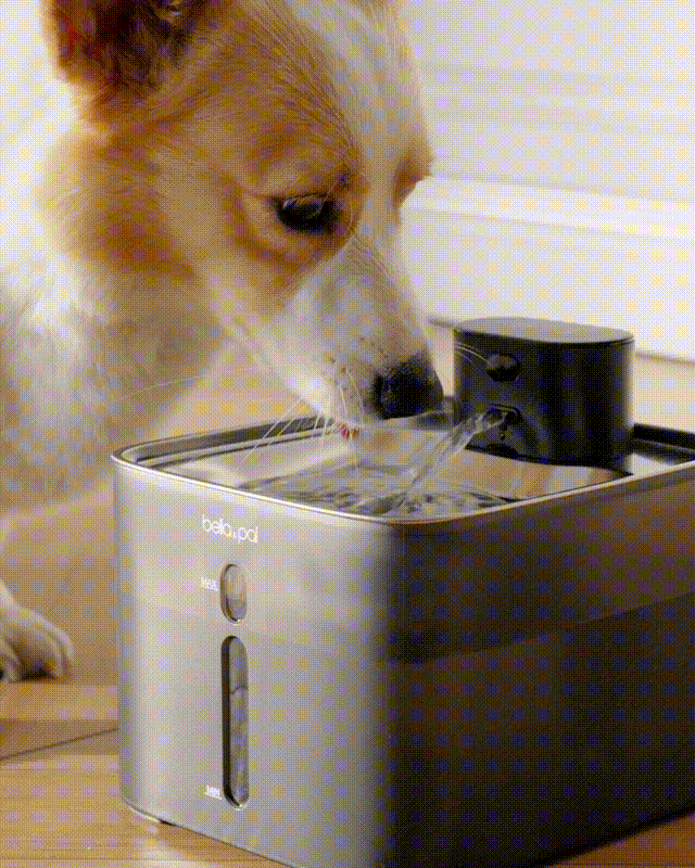 Cat and dog are drinking fresh water from Bella & Pal fountain