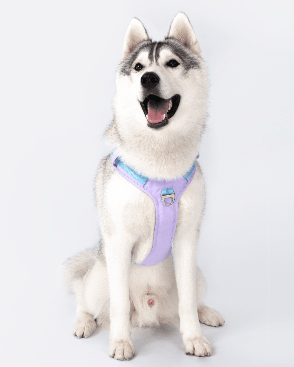 Motion Pro No pull Dog Harness - Lavender Blue