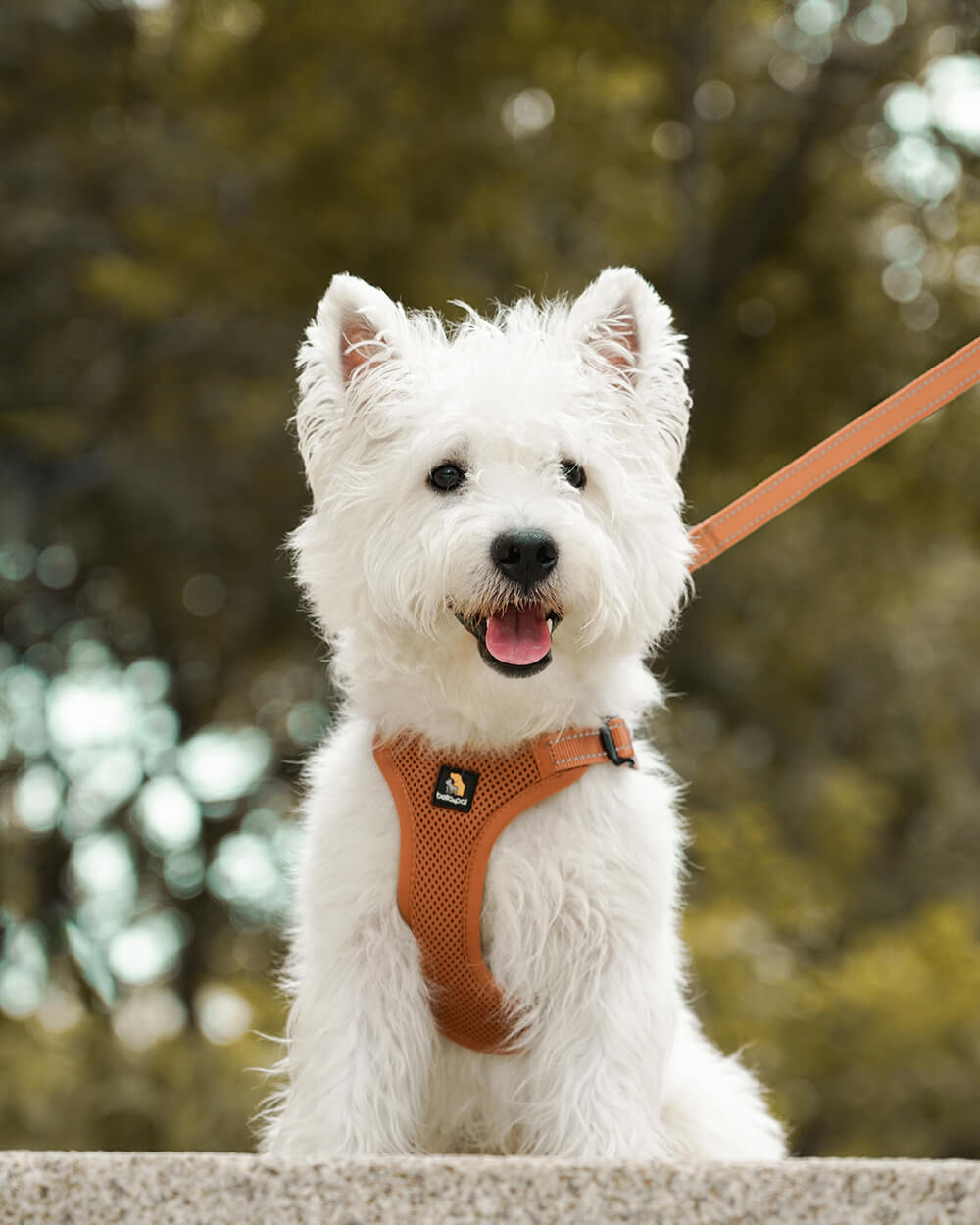 OxyMesh Flexi Step-in Harness and Leash Set - Mocha